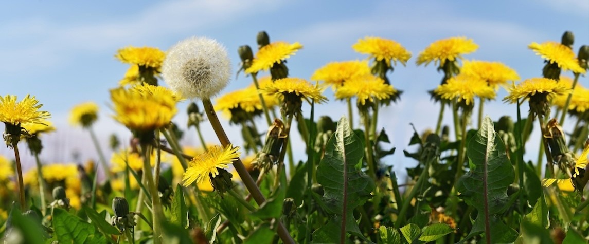 paardenbloemen rapport